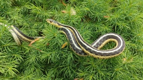 نصائح للوقاية من الأفاعي في فصلَي الربيع والصيف