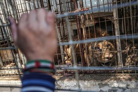 Who is The Big Bad Wolf in the Gaza Zoo? The Israelis Maybe