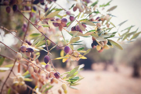 Lebanese Olive Industry in Doldrums Because of Lack of Investment 