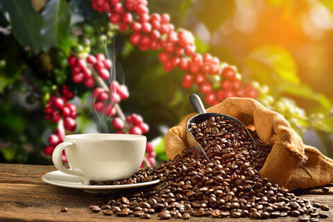 Coffee Lovers Be Warned: Coffee Trees on Edge of Extinction - Scientists 