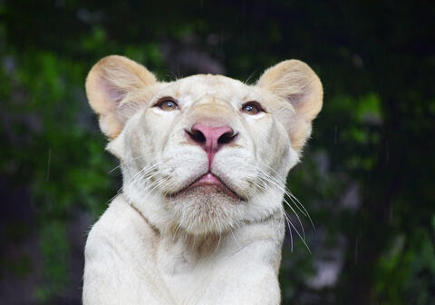 Exotic taste: Man comes home to find lion gnawing on friend’s thigh