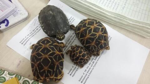 Not so ninja-turtle smuggling plot foiled at Indian airport 