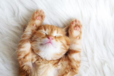 Can People Transmit Covid-19 to Pet Cats?