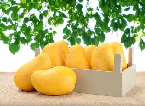 Oman goes crazy over first shipment of Pakistani mangoes