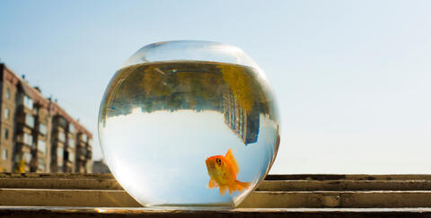 British Woman Looks for Lost Goldfish 'Dave'