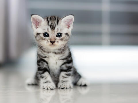She is a Stunner: Orphaned Kitten With a Two-toned Face!