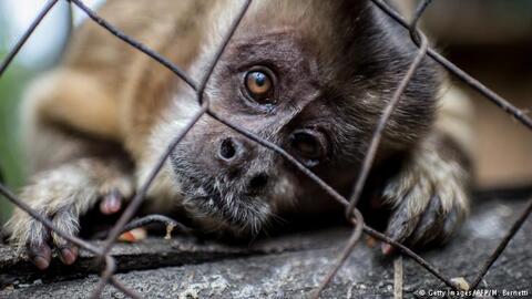 China: Trade, Consumption of Wild Animals No More Allowed