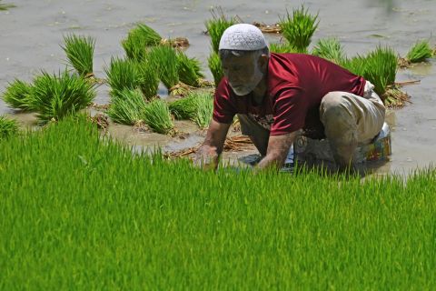 Cereal shortage in India threatens higher inflation
