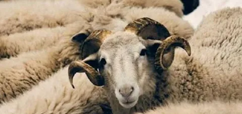 أطول وأقصر إجازات عيد الأضحى في العالم العربي