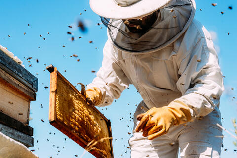 Turkey is the World’s 2nd Largest Beekeeper in The World
