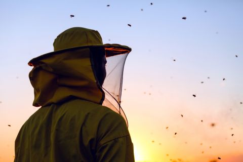Jordan’s beekeeping, honey makers find fortune in COVID, post-pandemic