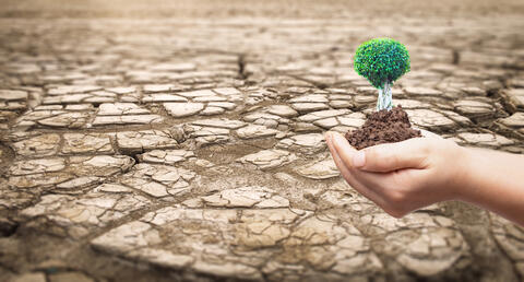 Jordan: Project to Plant 10 Million Trees Would Fight Desertification 
