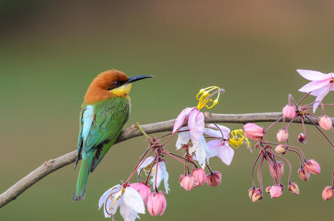 The Arab World is a Stop-over for Billions of Migrating Birds