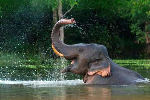 Unique Hospital Cures Elephants in India
