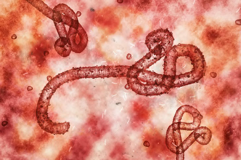 Marburg Deadly Virus: Everything You Need to Know