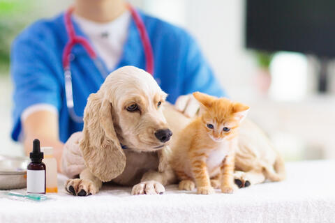 Startup of the Week: Vetwork - Redefining MENA’s Animal Care Industry
