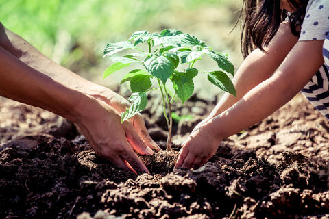 Turkish Initiative Underway to Plant Trees in Arid Somalia